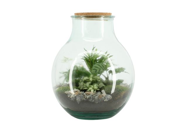 Picture of TERRARIUM