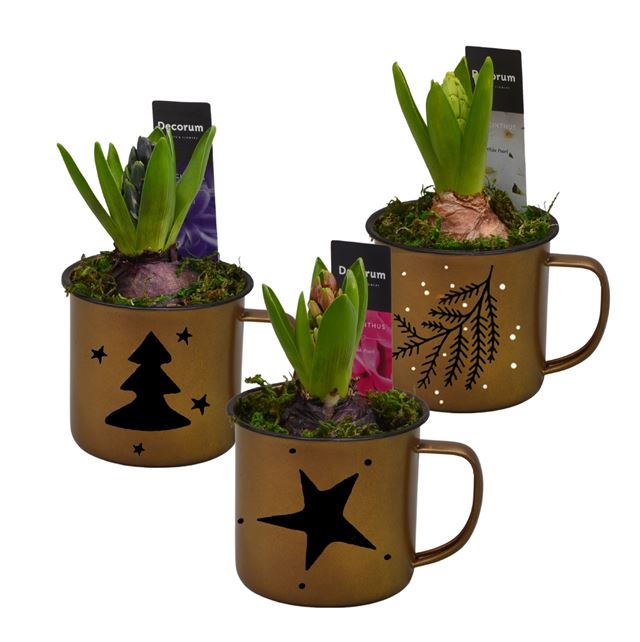 Picture of HYACINTHUS 01BULB GOLDEN MUG