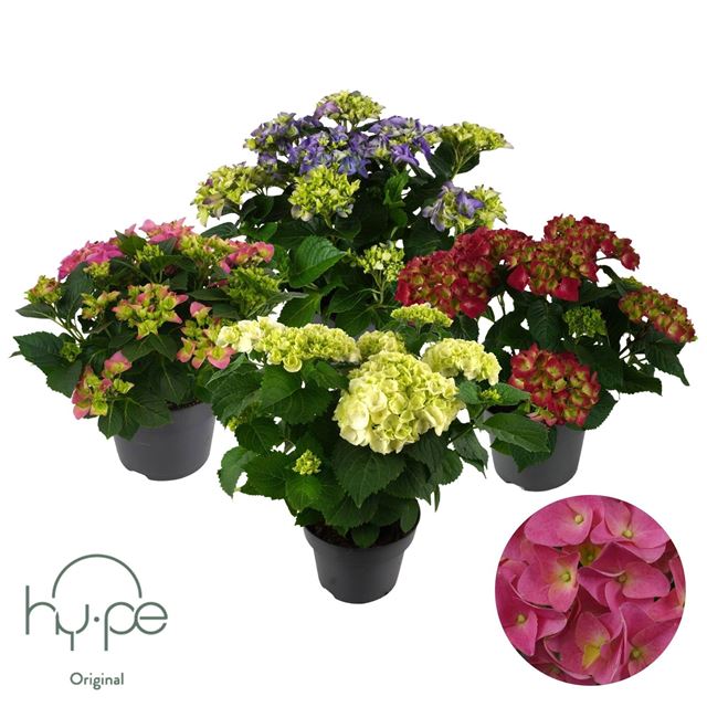 Picture of Hydrangea macrophylla mix