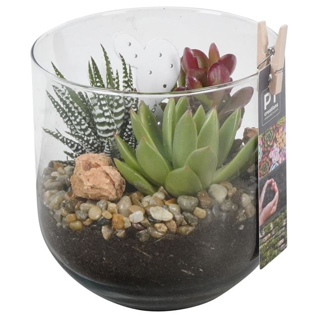 Picture of SUCCULENT ARRANGEMENT 03PP IN GLASS