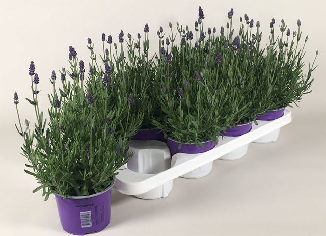 Picture of Lavandula angustifolia essence purple