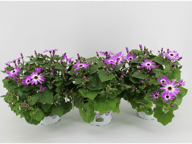 Picture of Senetti magenta bicolor