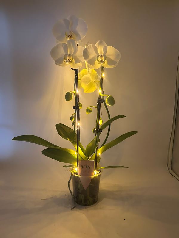 Picture of PHALAENOPSIS 02-STEM WHITE CASCADE WITH LED