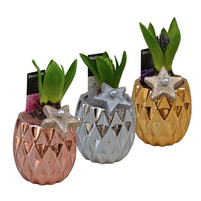 Picture of HYACINTHUS 01BULB CERAMIC TRI-COLOR GOLD MINI