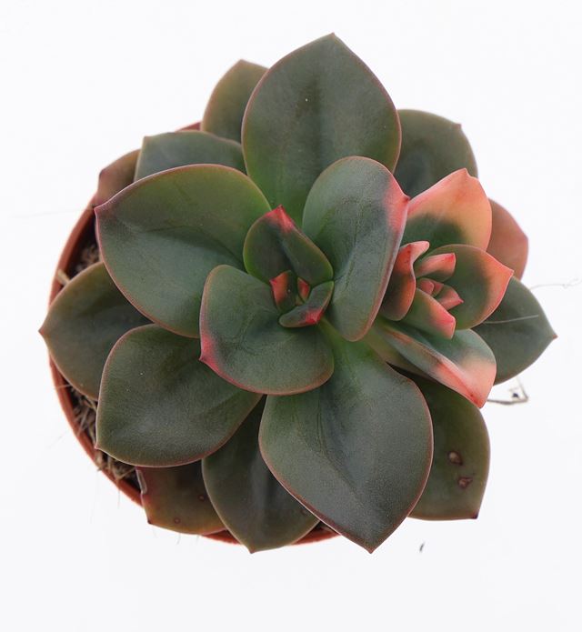 Picture of Echeveria chroma