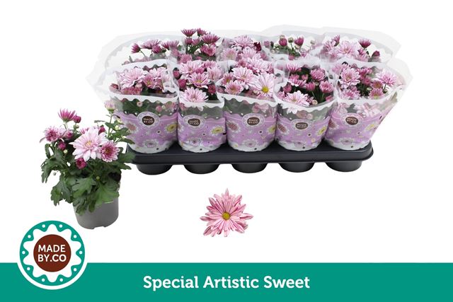Picture of Chrysanthemum 03pp special rosy