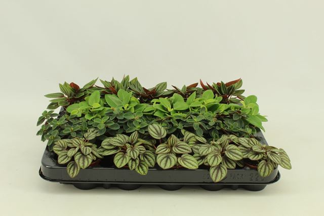 Picture of Peperomia mix bambino