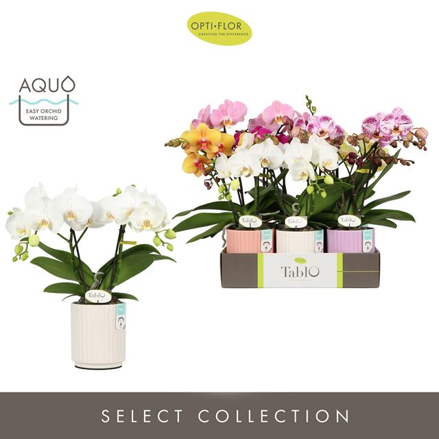 Picture of PHALAENOPSIS 02-STEM TABLO MIX IN CERAMIC