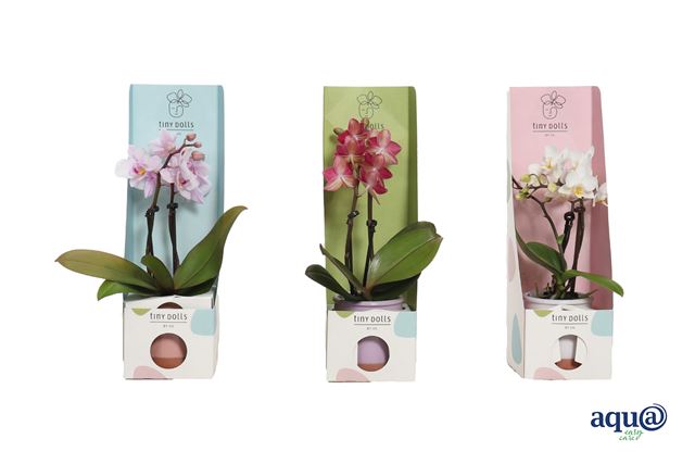 Picture of Phalaenopsis 02-stem tiny dolls in ceramic+giftbox