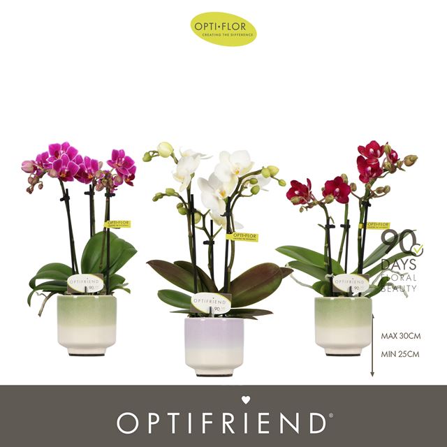 Picture of Phalaenopsis 03-stem optifriend mix in ceramic
