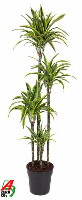 Picture of DRACAENA FRAGRANS LEMON LIME 120+/90+/60+/30+