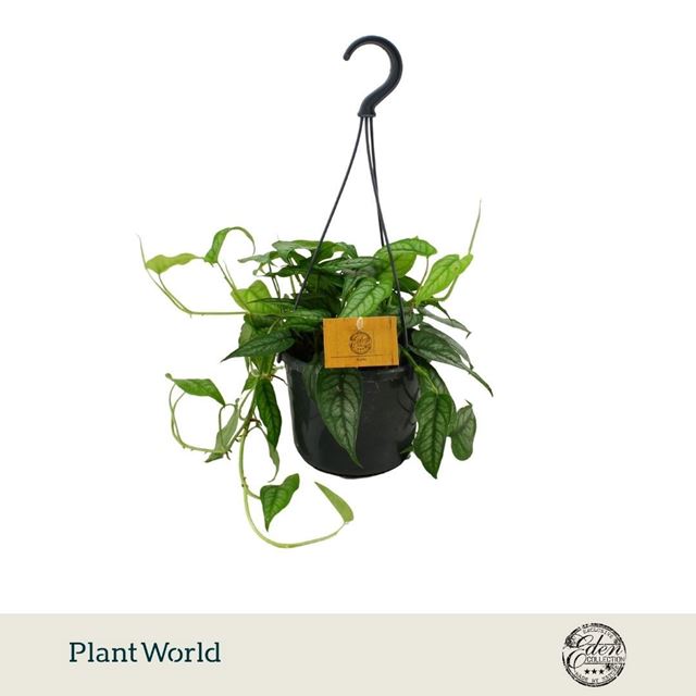 Picture of Monstera siltepecana in hanging basket