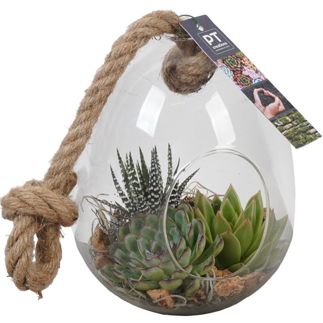 Picture of SUCCULENT ARRANGEMENT 03PP IN GLASS