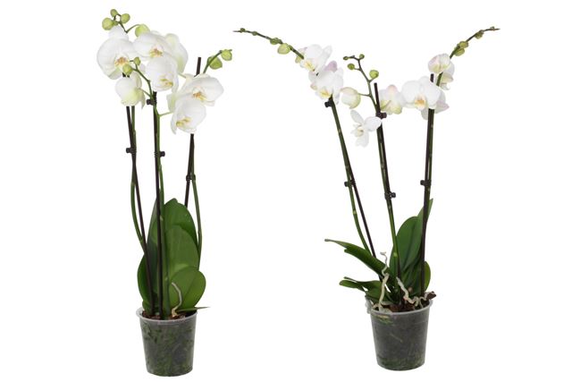 Picture of PHALAENOPSIS 03-STEM WHITE