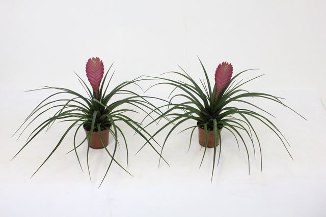 Picture of Tillandsia cyanea