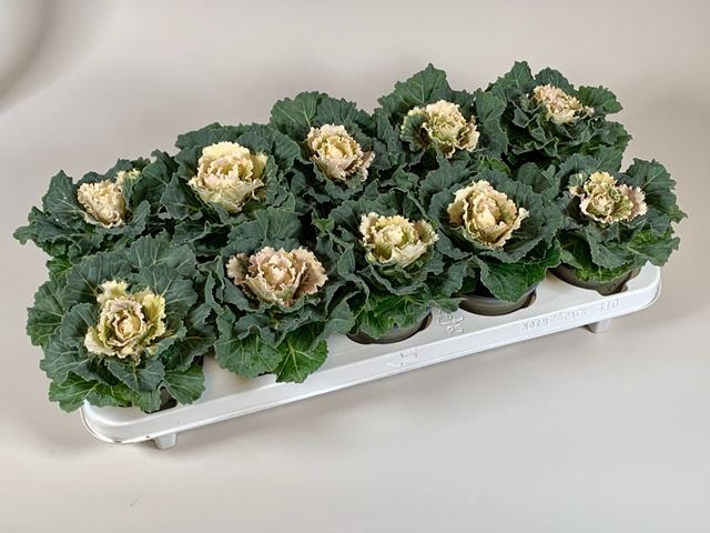Picture of Brassica oleracea flat white