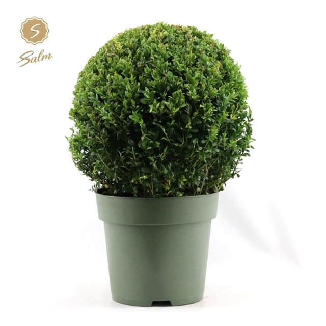 Picture of Buxus sempervirens ball 035cm