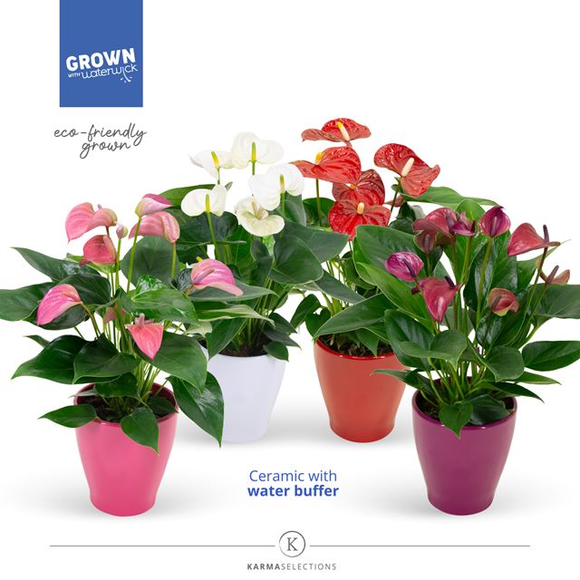 Picture of ANTHURIUM ANDREANUM MIX IN CERAMIC