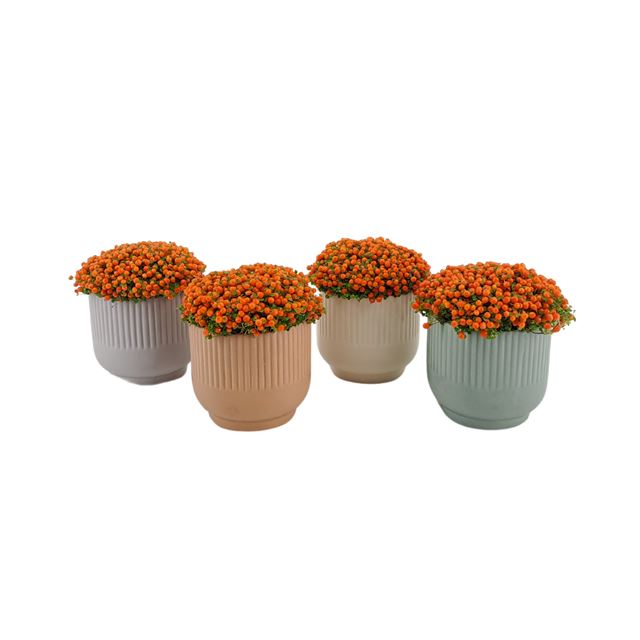 Picture of NERTERA GRANADENSIS ORANGE IN CERAMIC
