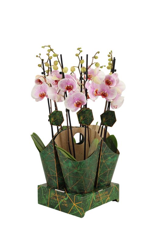 Picture of PHALAENOPSIS 02-STEM URSULA + COVER
