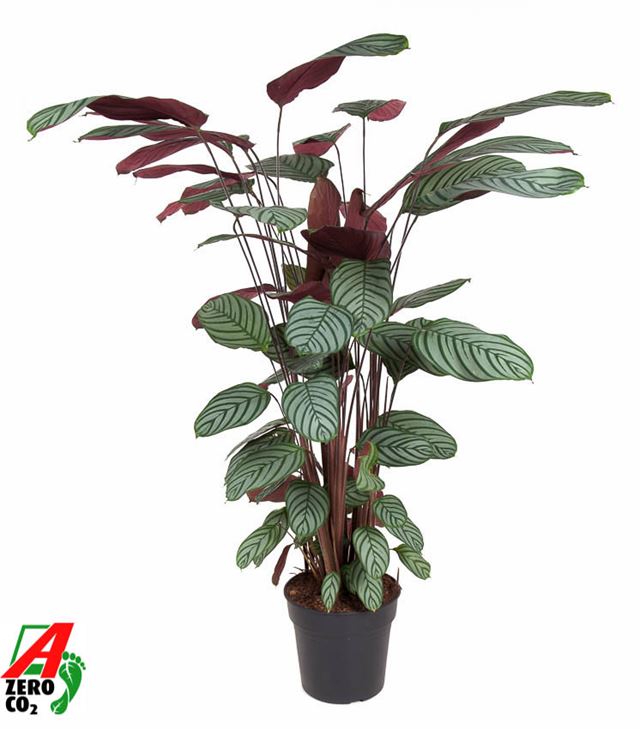 Picture of Calathea oppenheimiana