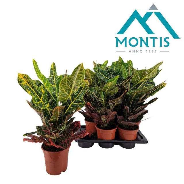 Picture of Codiaeum excellent
