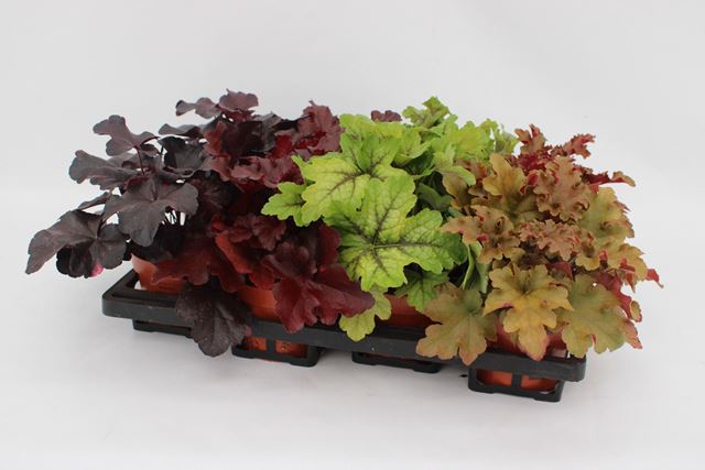 Picture of Heuchera mix