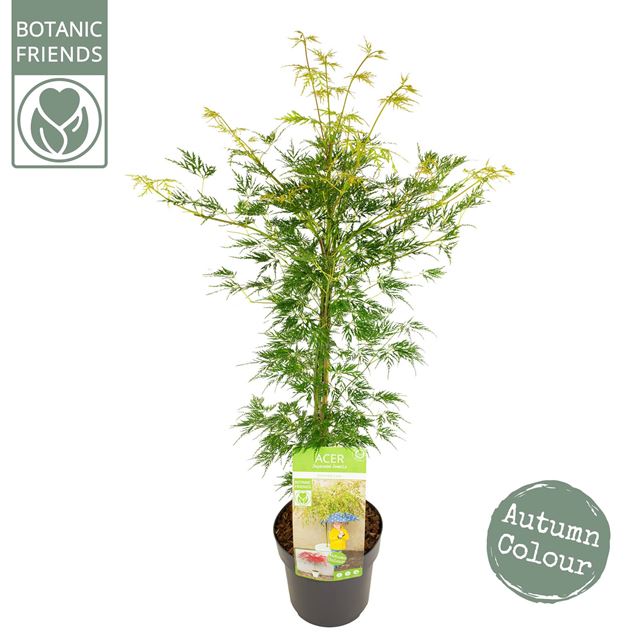 Picture of ACER PALMATUM EMERALD LACE