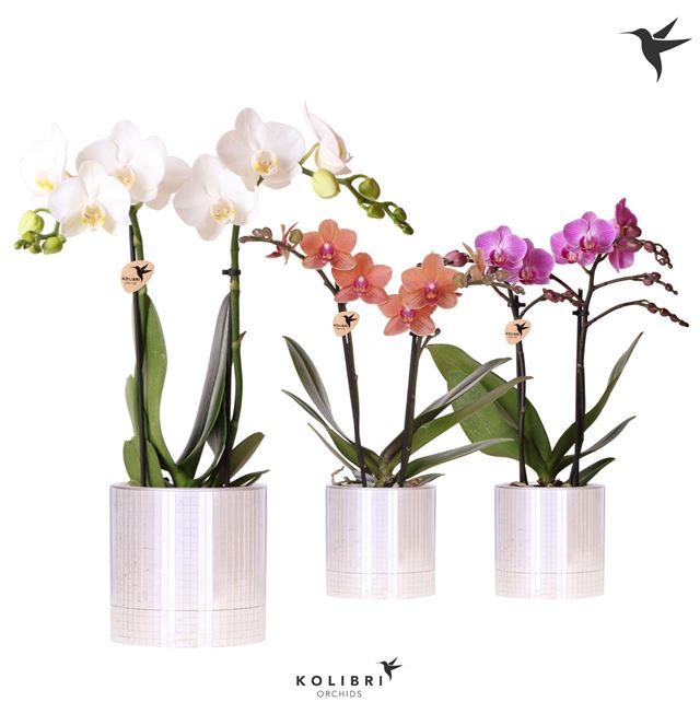Picture of Phalaenopsis 02-stem kolibri mix in ceramic