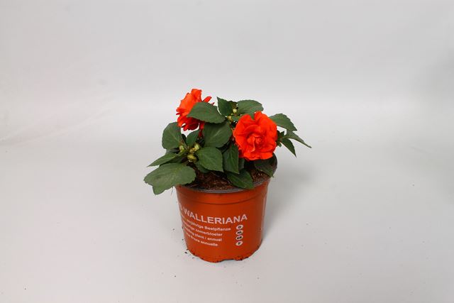 Picture of Impatiens walleriana fiesta cherry