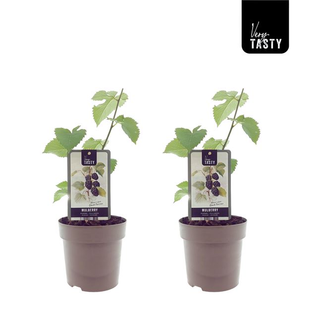 Picture of Morus nigra black persian