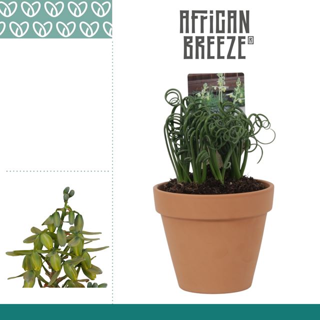 Picture of Albuca spiralis frizzle sizzle in terracotta