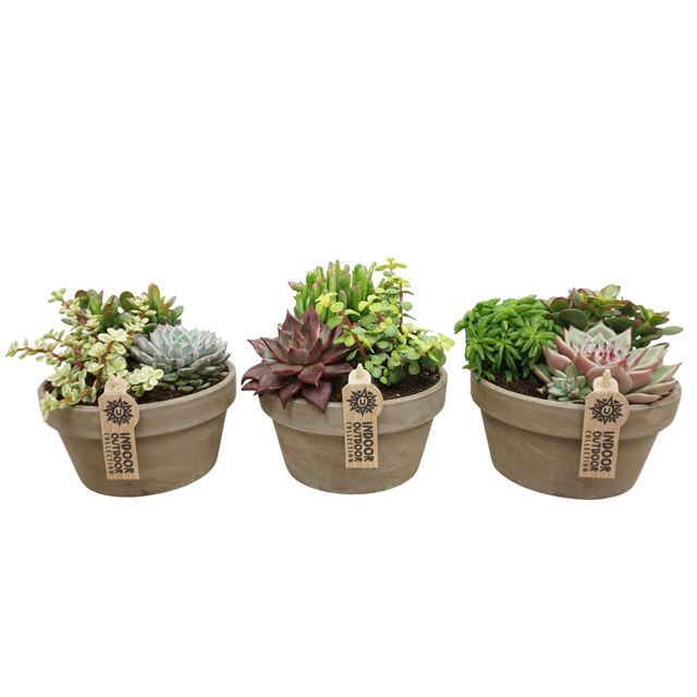 Picture of SUCCULENT ARRANGEMENT IN GRAY CLAY BOWL