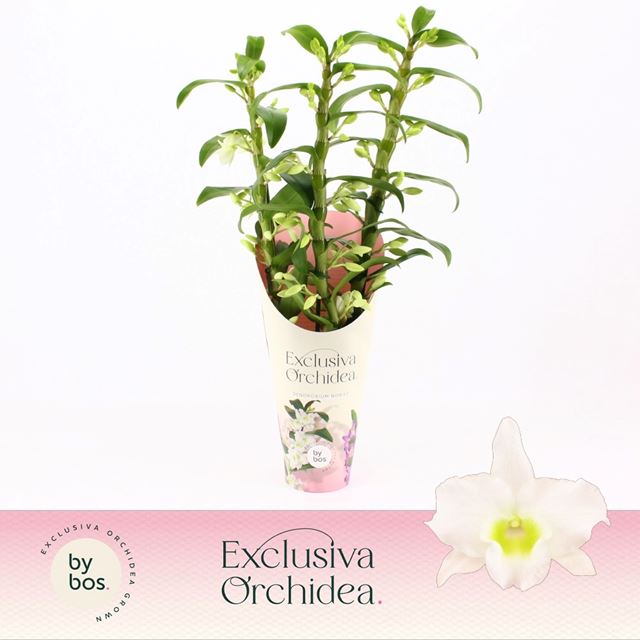 Picture of DENDROBIUM 03-STEM NOBILE APOLLON POTCOVER