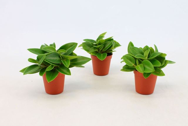 Picture of Peperomia pixie