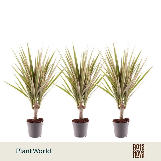 Picture of Dracaena marginata bicolor on stem