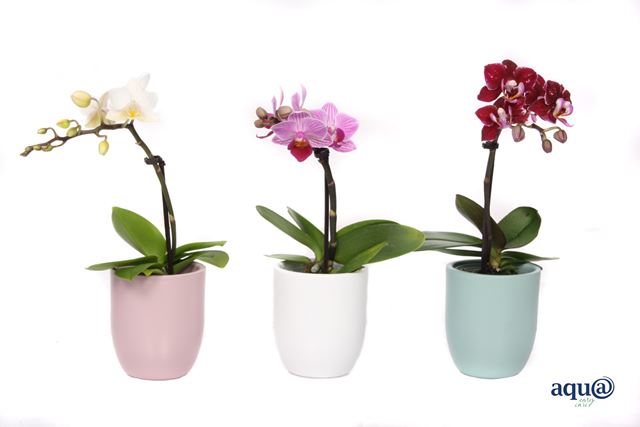 Picture of PHALAENOPSIS 01-STEM MINI MIX IN PASTEL CERAMIC