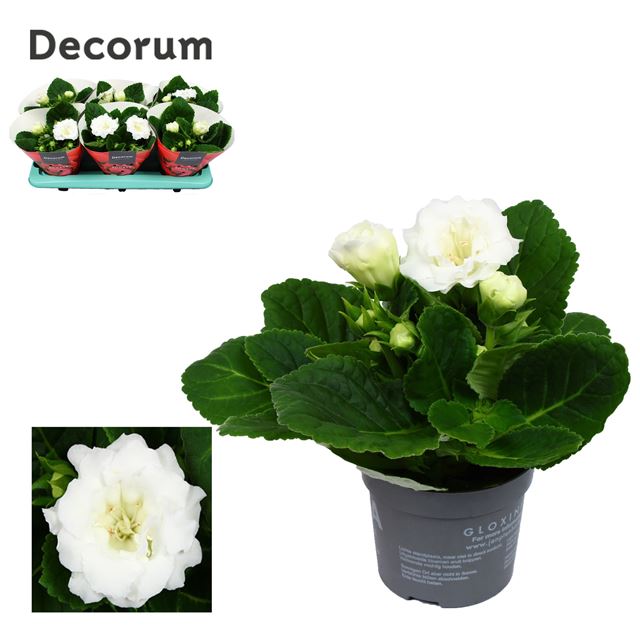 Picture of GLOXINIA SONATA WHITE
