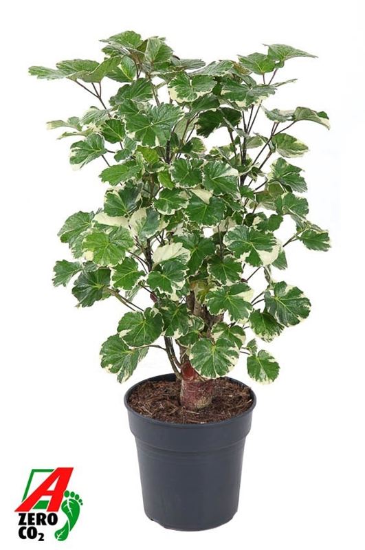 Picture of Polyscias balfouriana