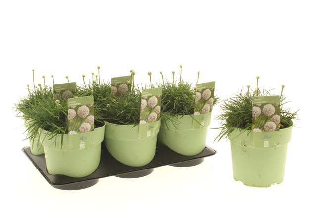 Picture of Armeria armada white