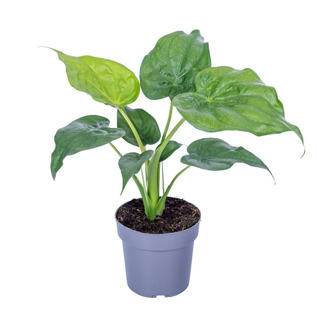 Picture of Alocasia cucullata