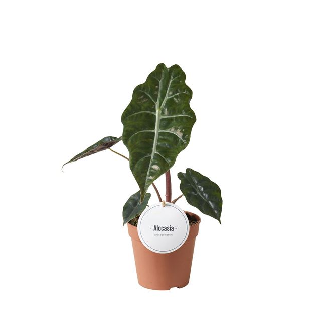Picture of ALOCASIA CHANTRIERI