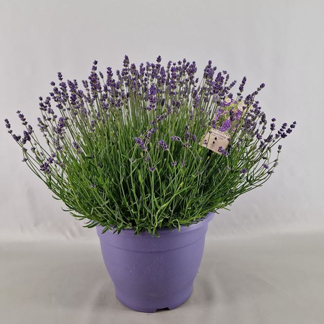 Picture of Lavandula angustifolia essence purple