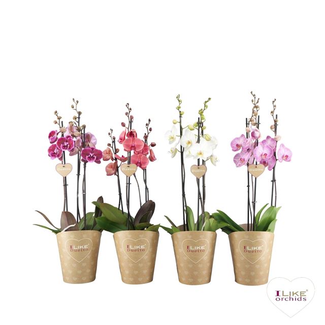 Picture of Phalaenopsis 03-stem duetto mix