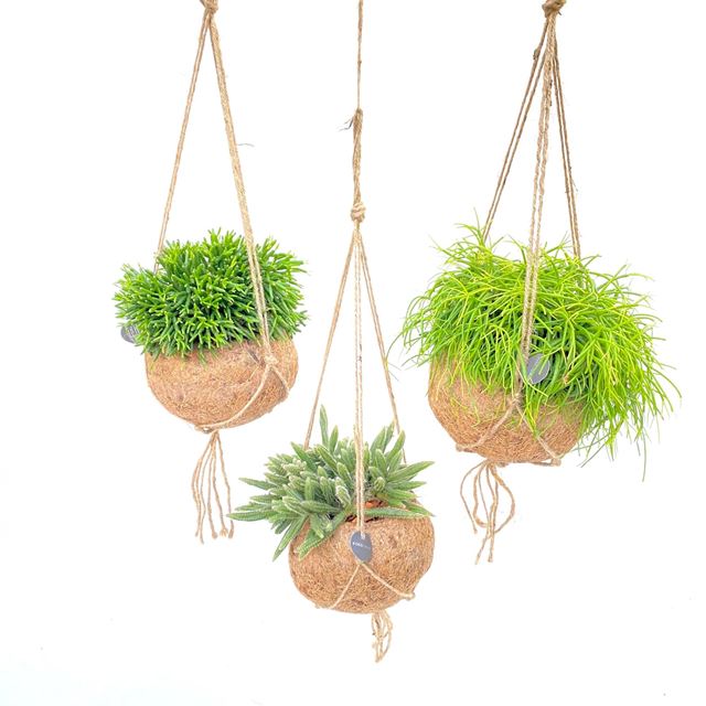 Picture of KOKODAMA RHIPSALIS MIX