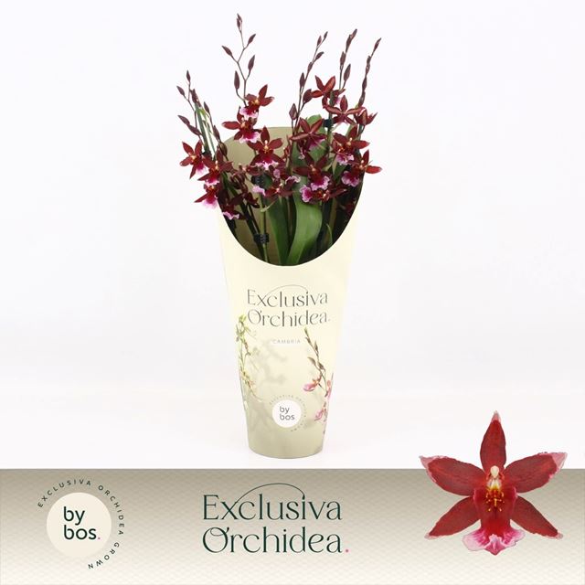 Picture of CAMBRIA 05/06-STEM BARROCCO RED + COVER