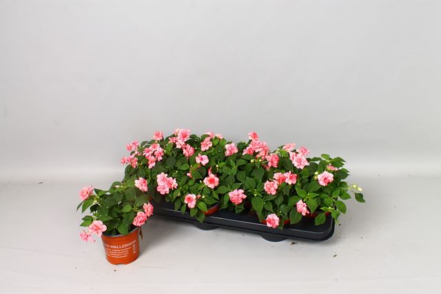 Picture of Impatiens walleriana fiesta pink