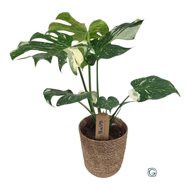 Picture of MONSTERA THAI CONSTELLATION IN BASKET