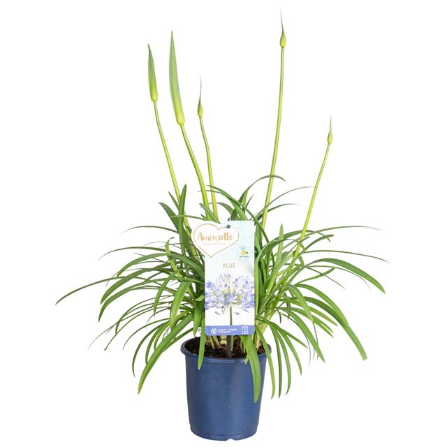 Picture of AGAPANTHUS AMOURETTE BLUE