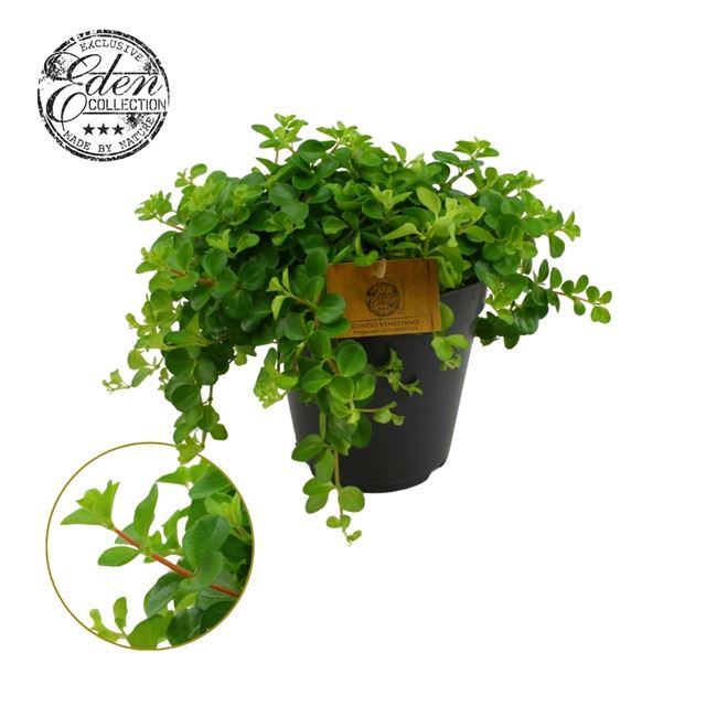 Picture of PEPEROMIA ROTUNDIFOLIA